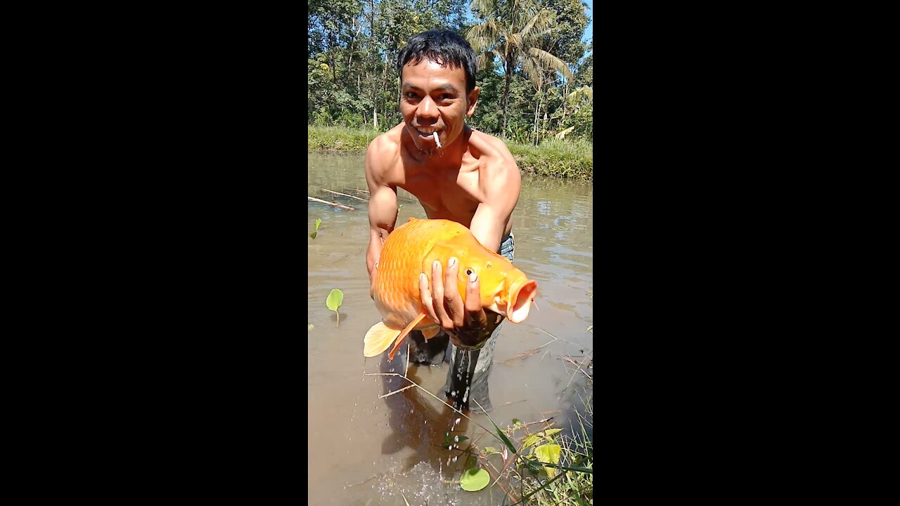 Amazing..!! Big Golden Fish, Goldfish red Big