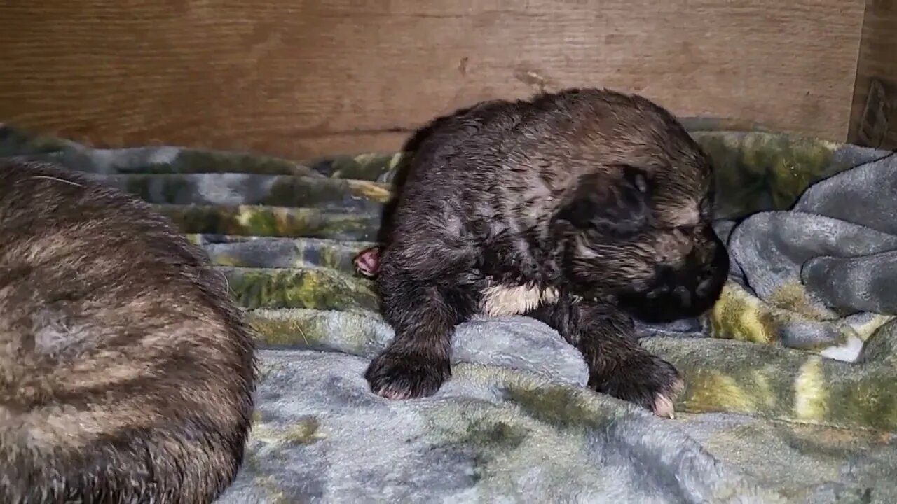 Ancient Guardians Farm Caucasian Ovcharka day 16 pupdate