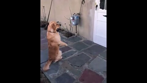 Waiting patiently for his best friend for playing !! 🤗 #shorts #golden #Tiktok #animals #Jayla