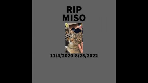 My Cat Passed away Yesterday