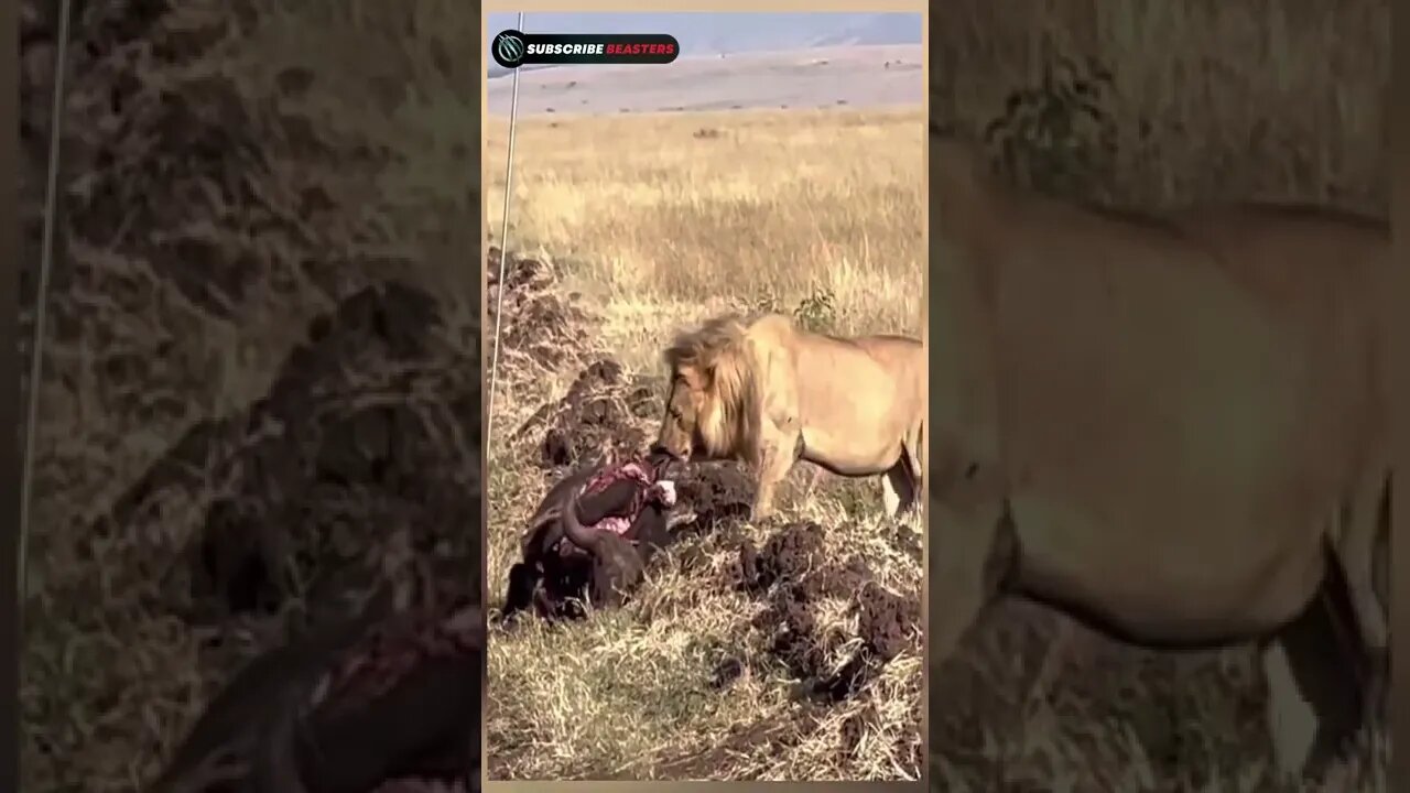 lion vs buffalo fight to death