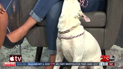 Pet of the Week: 6-month-old Eska