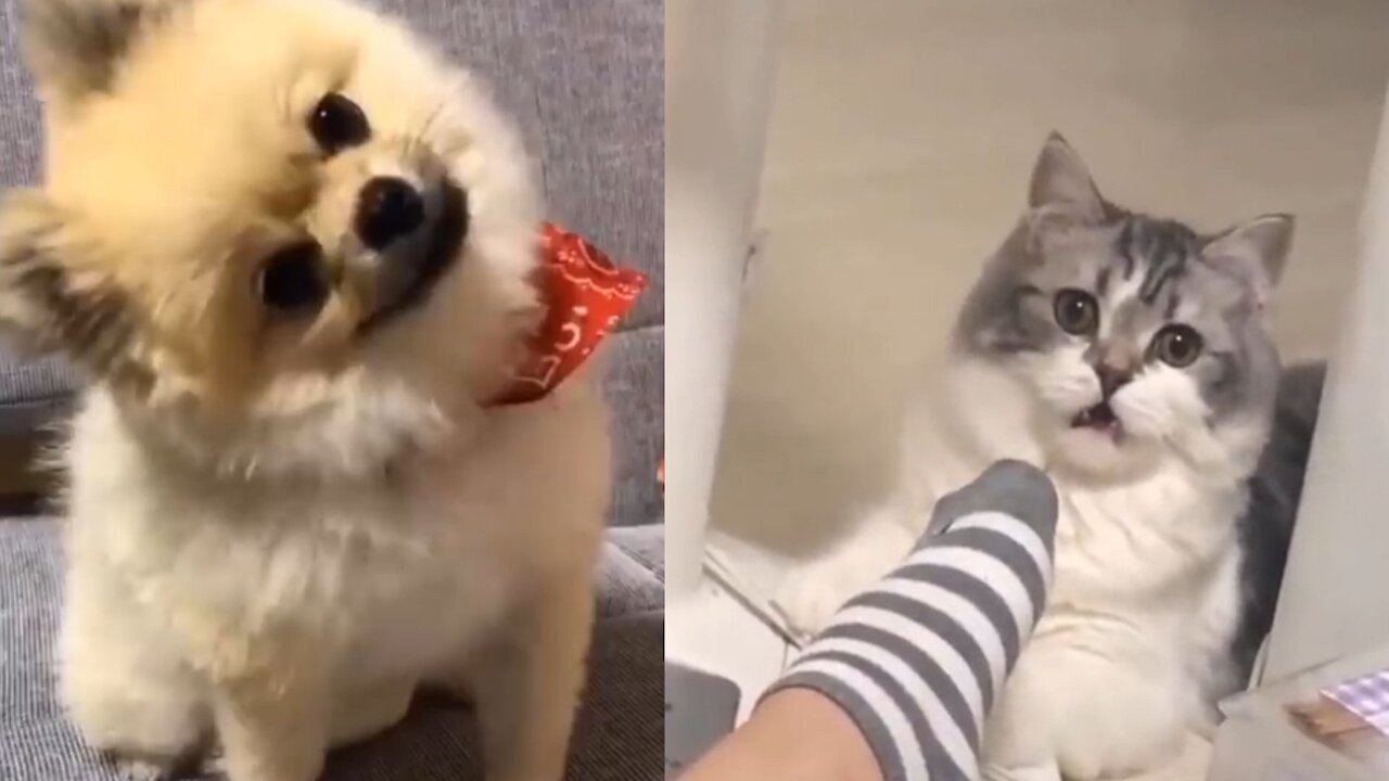 Cute dog And Cat Enjoy With Owner