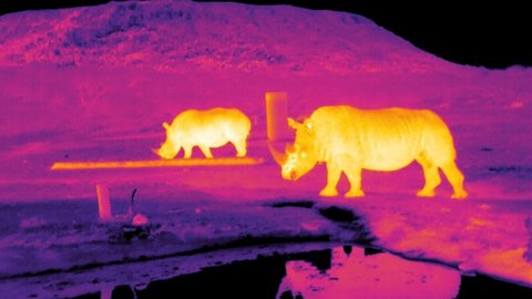 To Save Endangered Animals, We're Learning To See Them In The Dark