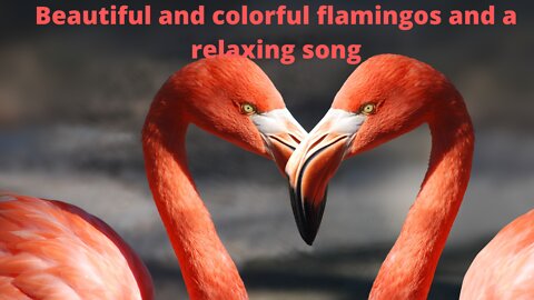 Sleep in minutes watching beautiful, colorful flamingos listening to a relaxing song