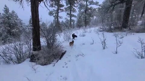 Historic Snowstorm in Colorado, On Scene, 3.14.21 Walking the Dog, Not So Historic