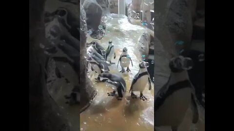 Pinguins Brincando com Bolhas de Sabão #shorts