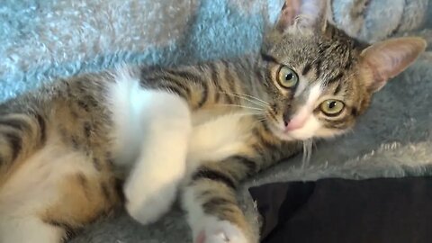 Little Cat Plays and Bites