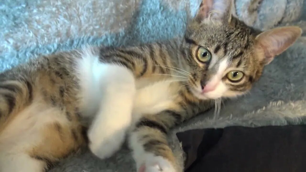 Little Cat Plays and Bites