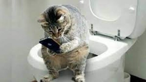 Funny And Cute Cat'S Life Cats And Owners