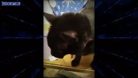 2021 05 13 1 My 13 Year Old Cat Going Strong On Antioxidant Enriched Food, Chicken Hearts, & Beef Li