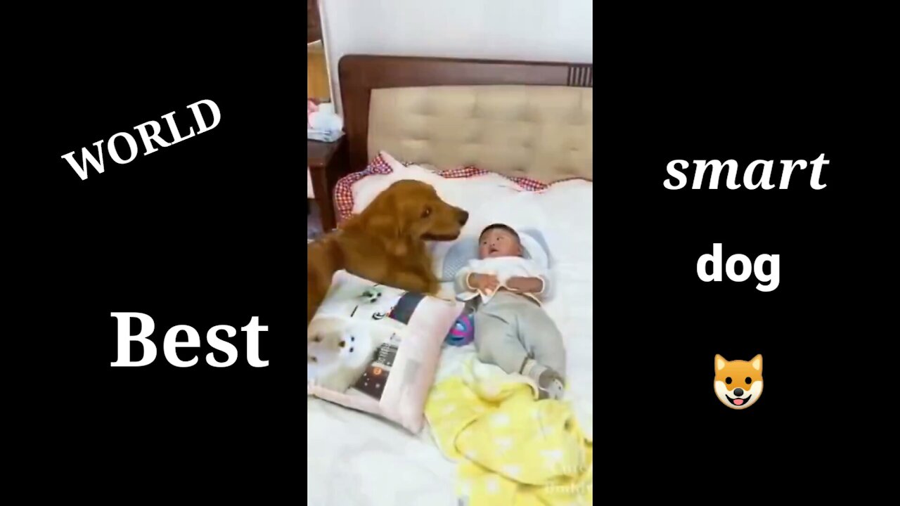 World Best intelligent smartest dog short video clips