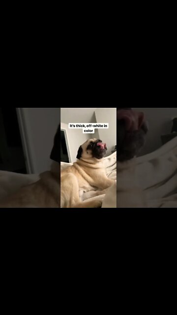 I may be 38% fat but I'm 62% cute! 💯 🐶😍🐶 👇 Comment below if you like him #puppy #pug #puppylove