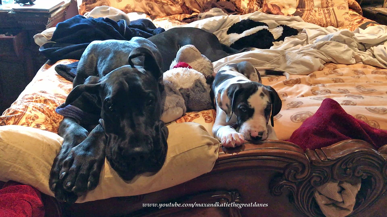 Great Dane and Puppy Play With Toys in Bed