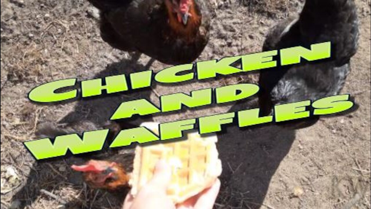 The Chickens Get A Waffle Treat.