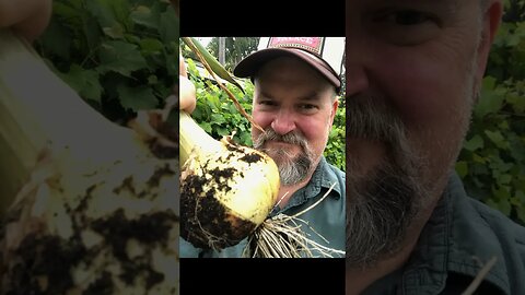 Growing food in my backyard garden #growyourownfood #onion #backyardgardening #american #usa #yeah 