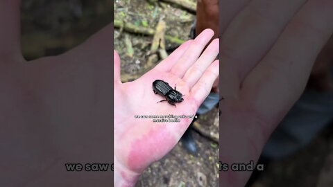 A Day in My Life Working as a Research Assistant in the Amazon Rainforest! ⛈️🐜