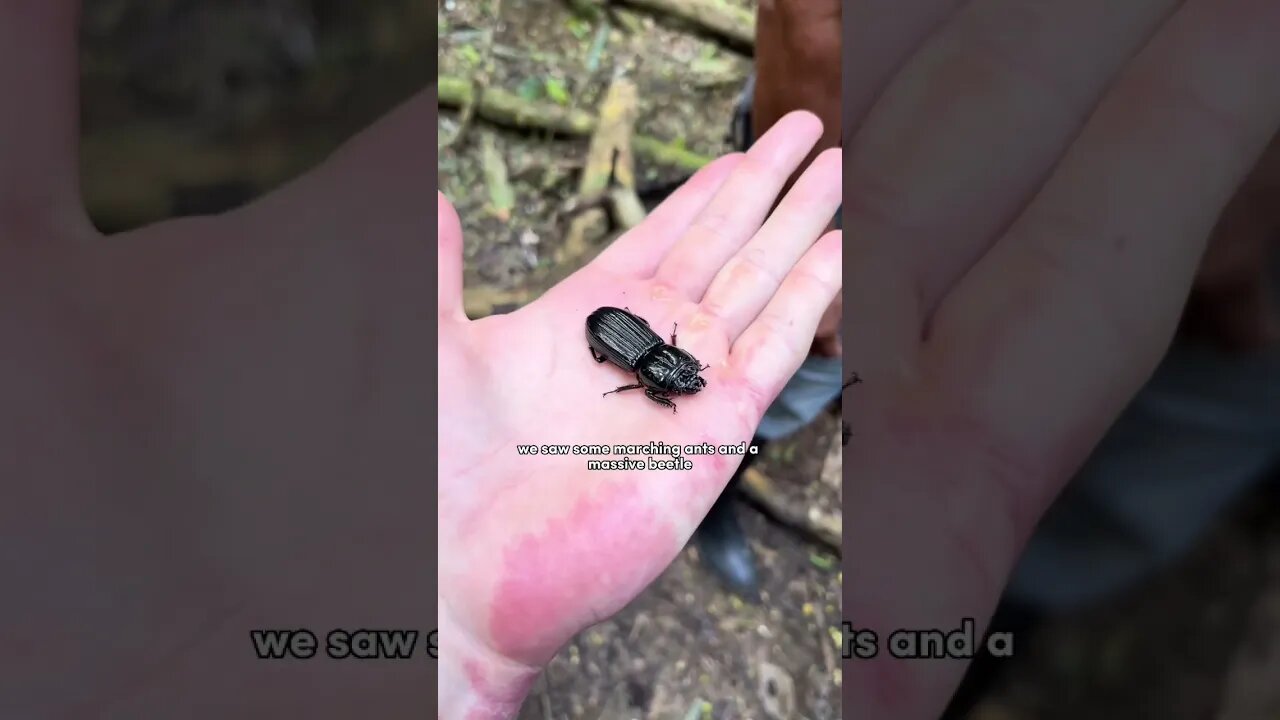 A Day in My Life Working as a Research Assistant in the Amazon Rainforest! ⛈️🐜