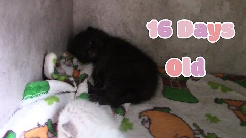 Misha's Kittens Are 16 Days Old!😻