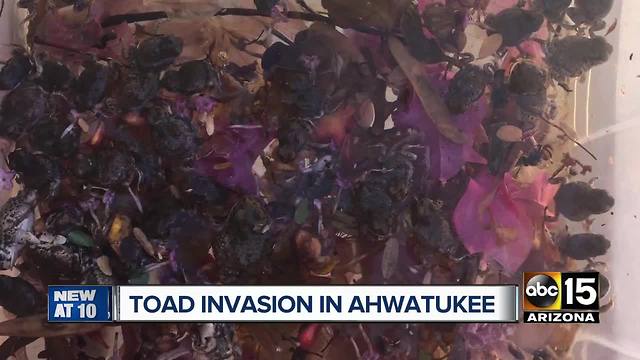 More than 100 toads found in Ahwatukee backyard