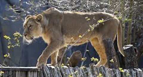 Lioness attacking a small bear