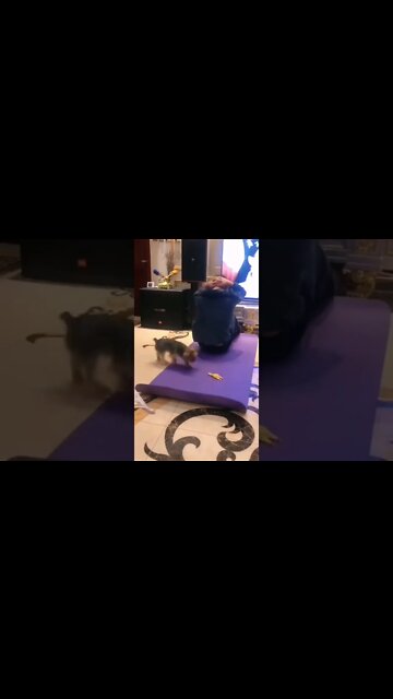 Dogs Mission Is Almost Impossible