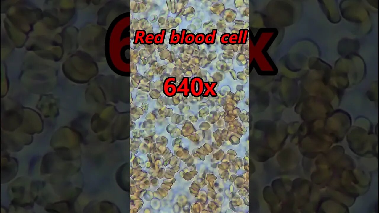 Red blood cells #microscope #microbiology #redbloodcells #shorts