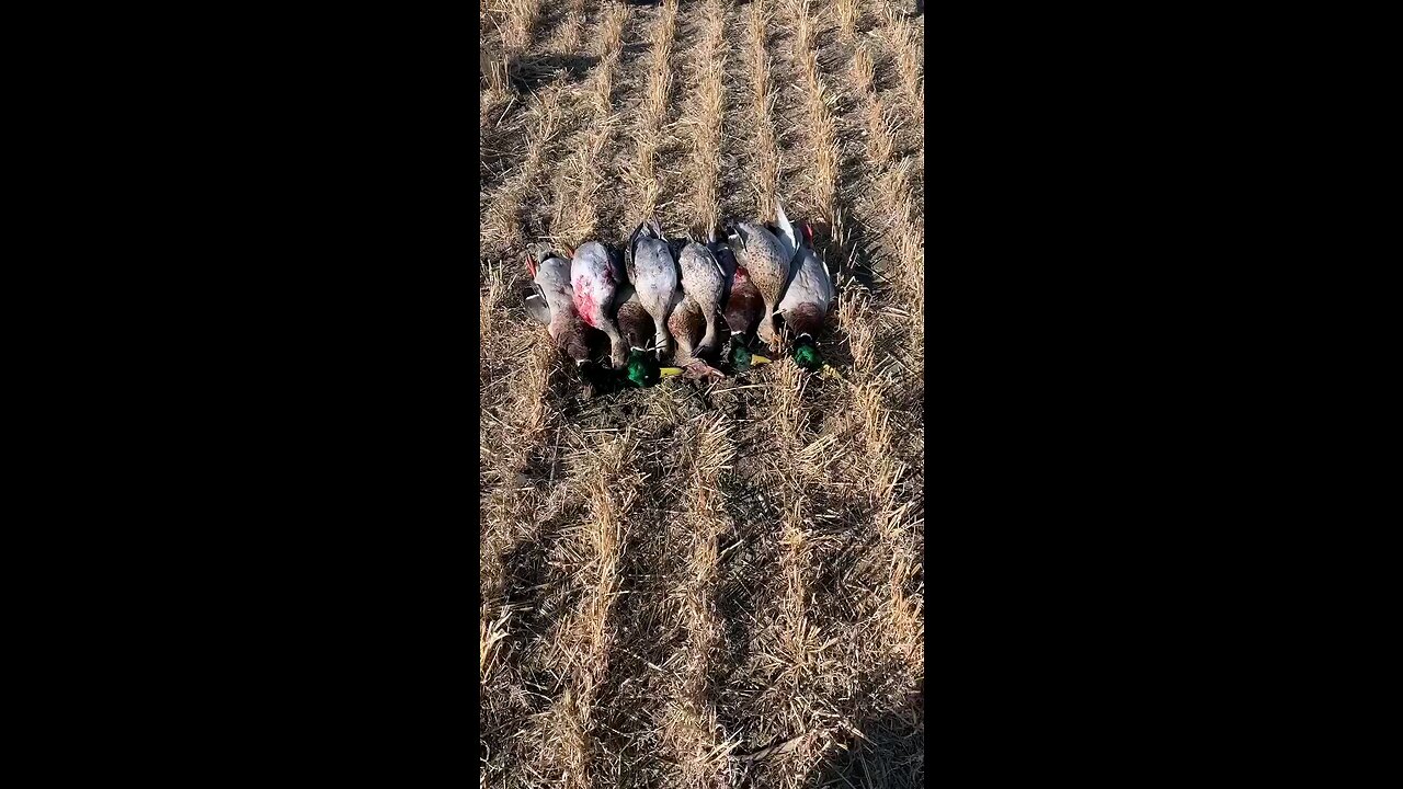 Mallard and Pintail Combo!