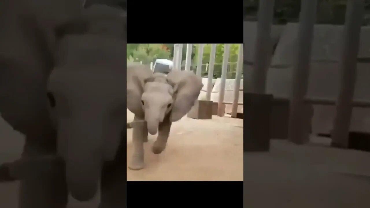 Elefantinho Bravinho 🐘😹 #shorts
