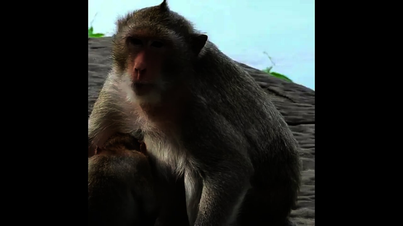 This monkey is so pathetic, it has a wound on its leg