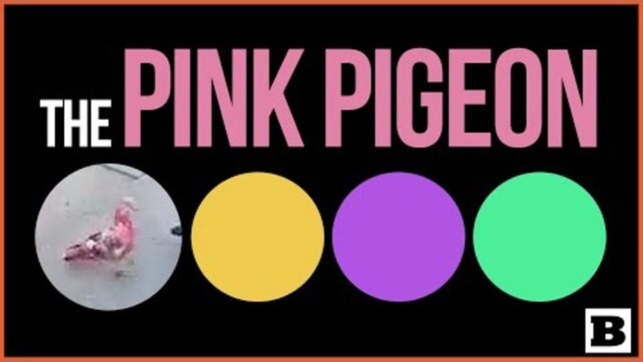 CALL INSPECTOR CLOUSEAU! PINK PIGEON SPOTTED IN ENGLISH CITY