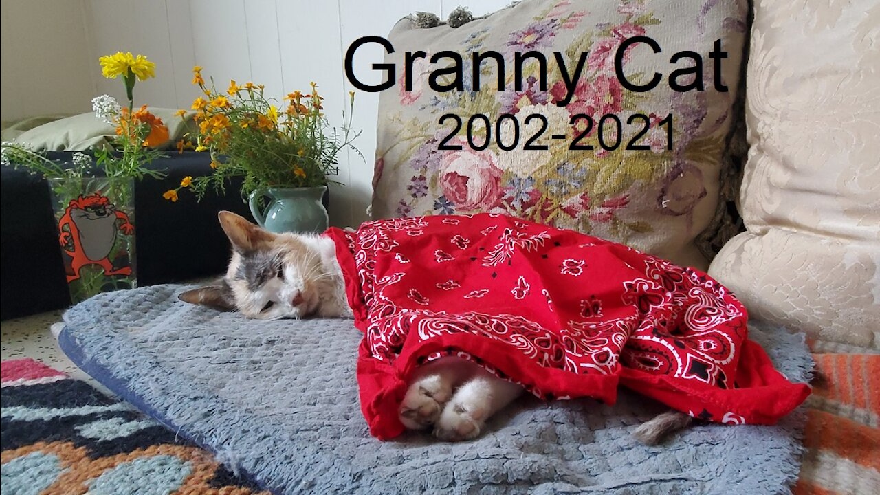 My CAT Teacher; Granny Cat 2002 - 2021