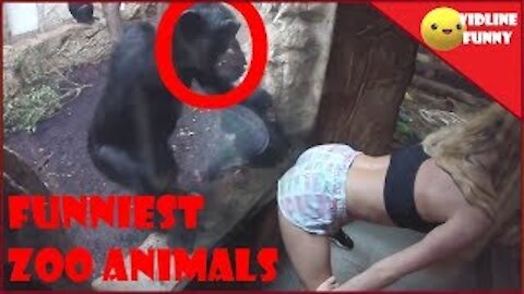 Funniest fails in the zoo! | TRY NOT TO LAUGH COMPILATION (95% FAIL)