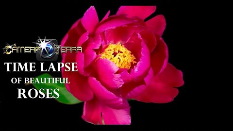 🌎 Rose Time Lapse | 2021