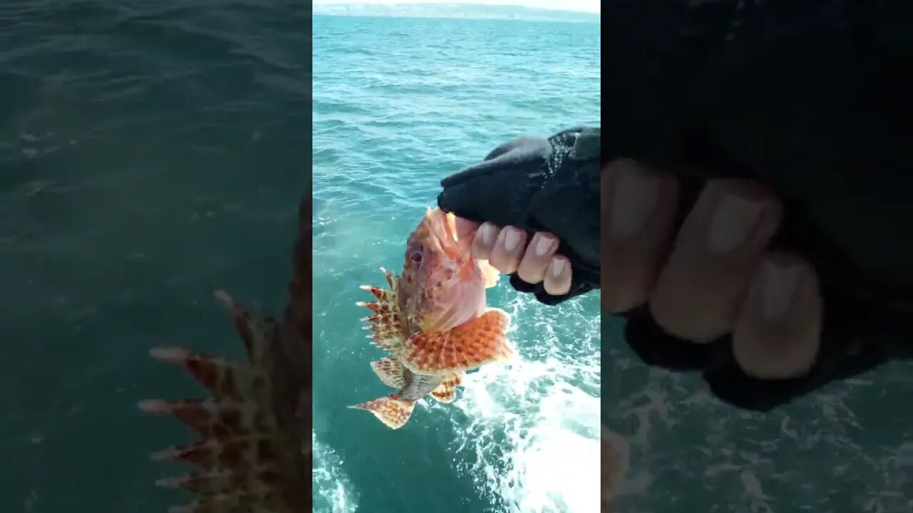 Catching California Sculpin on Dolphin Sportfishing!