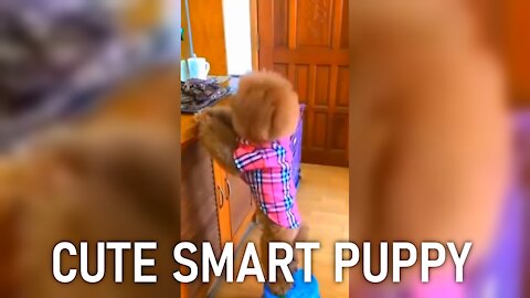 A really smart cute puppy