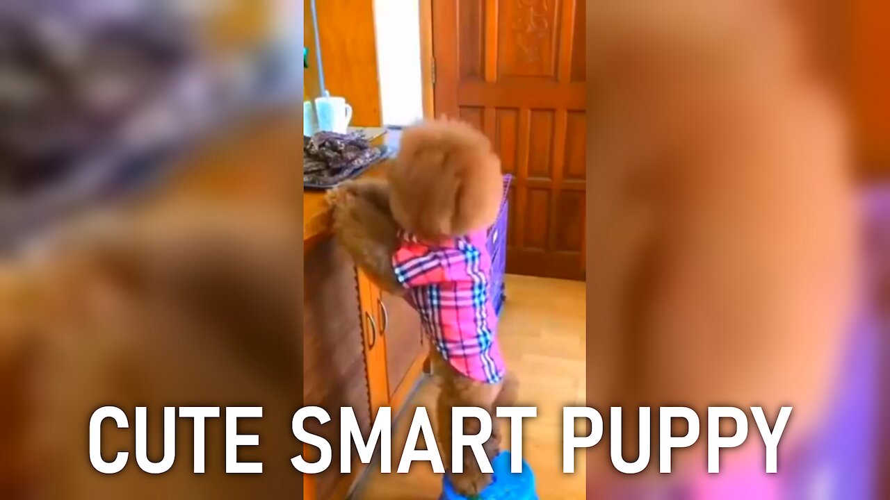 A really smart cute puppy