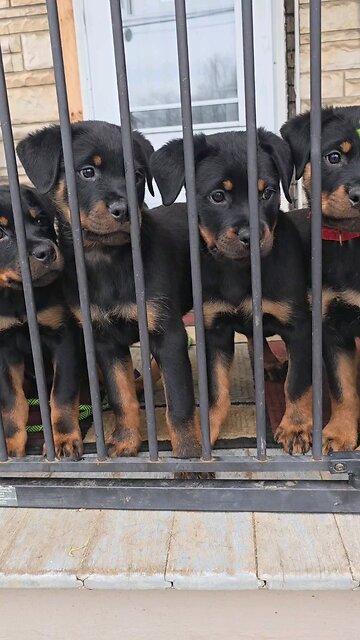 Doneyuno_Rotties