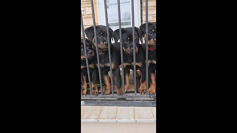 Doneyuno_Rotties