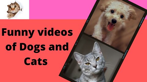 Funny videos of Dogs and Cats