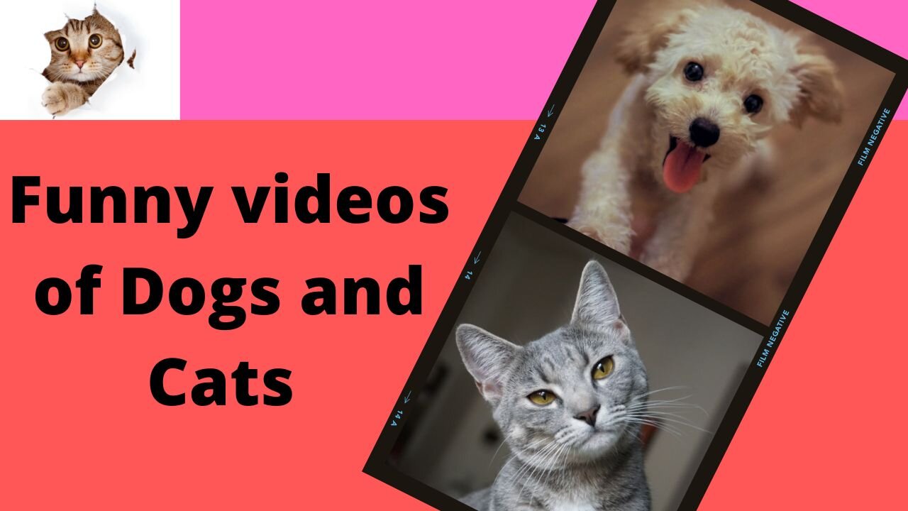 Funny videos of Dogs and Cats