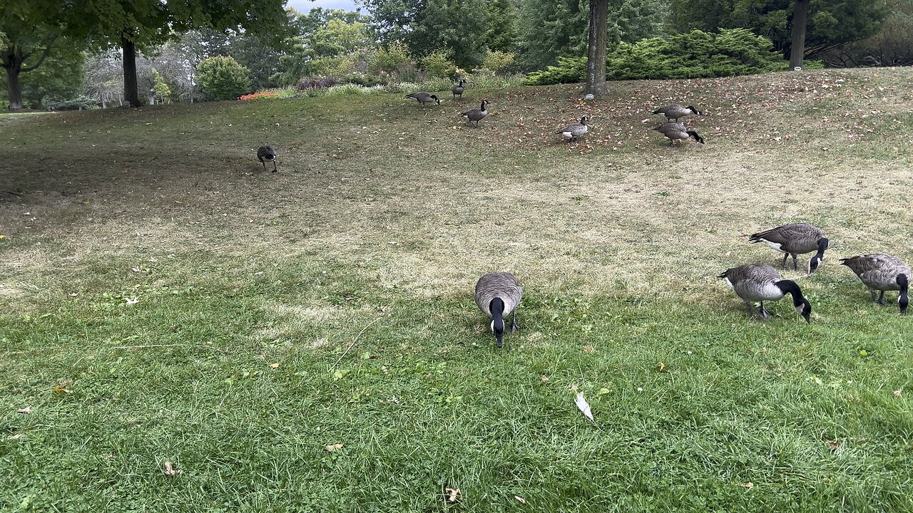 All natural zero carbon emission self powered Canadian Lawnmowers