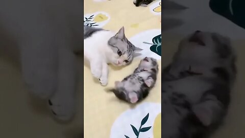 Mommy cat hugs baby kitten having a nightmare...🐈💤❤️ #shorts #cat