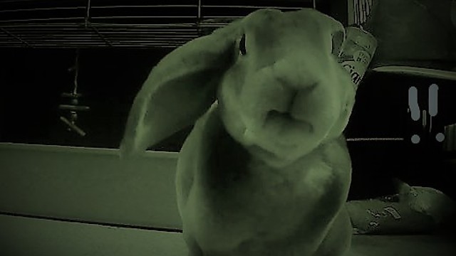 The NAUGHTIEST RUDEST Bunny Your EVER See!!