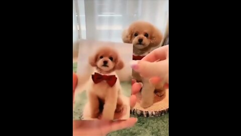 Very Cute Doggy