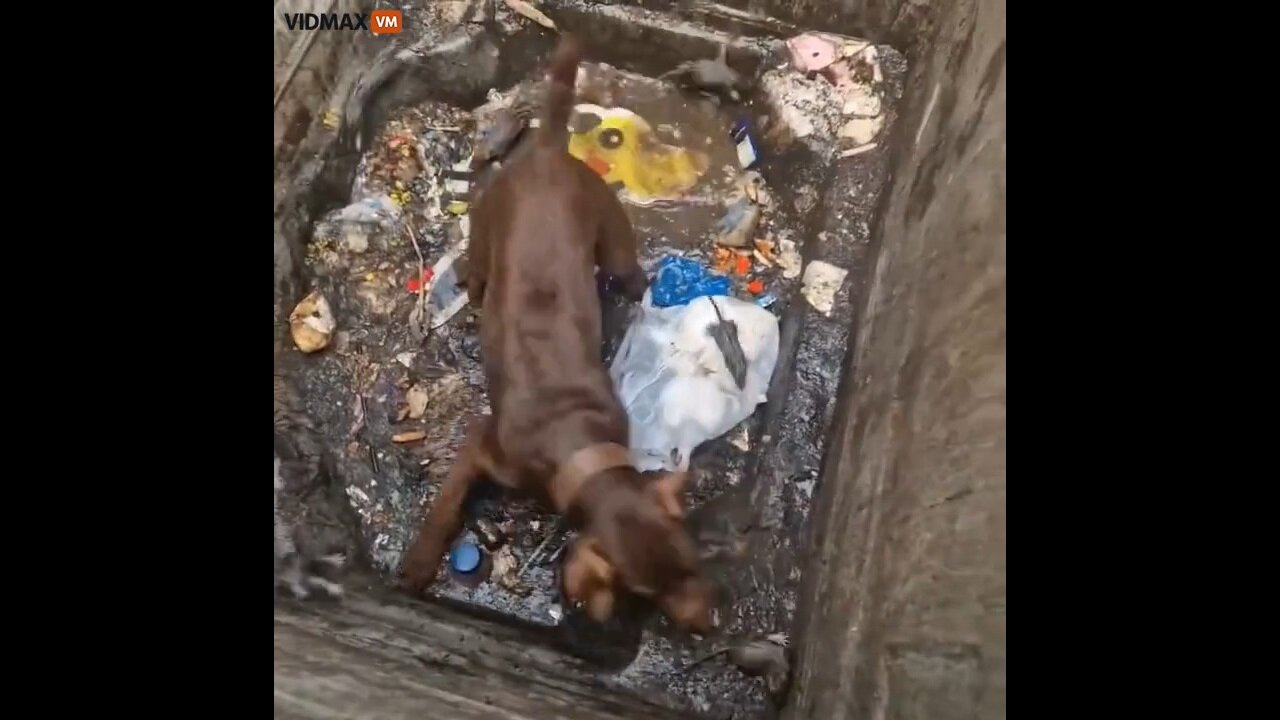 Dude Didn't Want To Spend The Money On An Exterminator, Let Fido Do His Thing Instead
