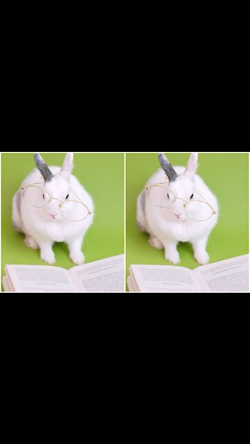 My Rabbit (Bunny) really wants to study for exams 🤪🤣