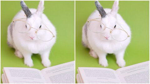 My Rabbit (Bunny) really wants to study for exams 🤪🤣