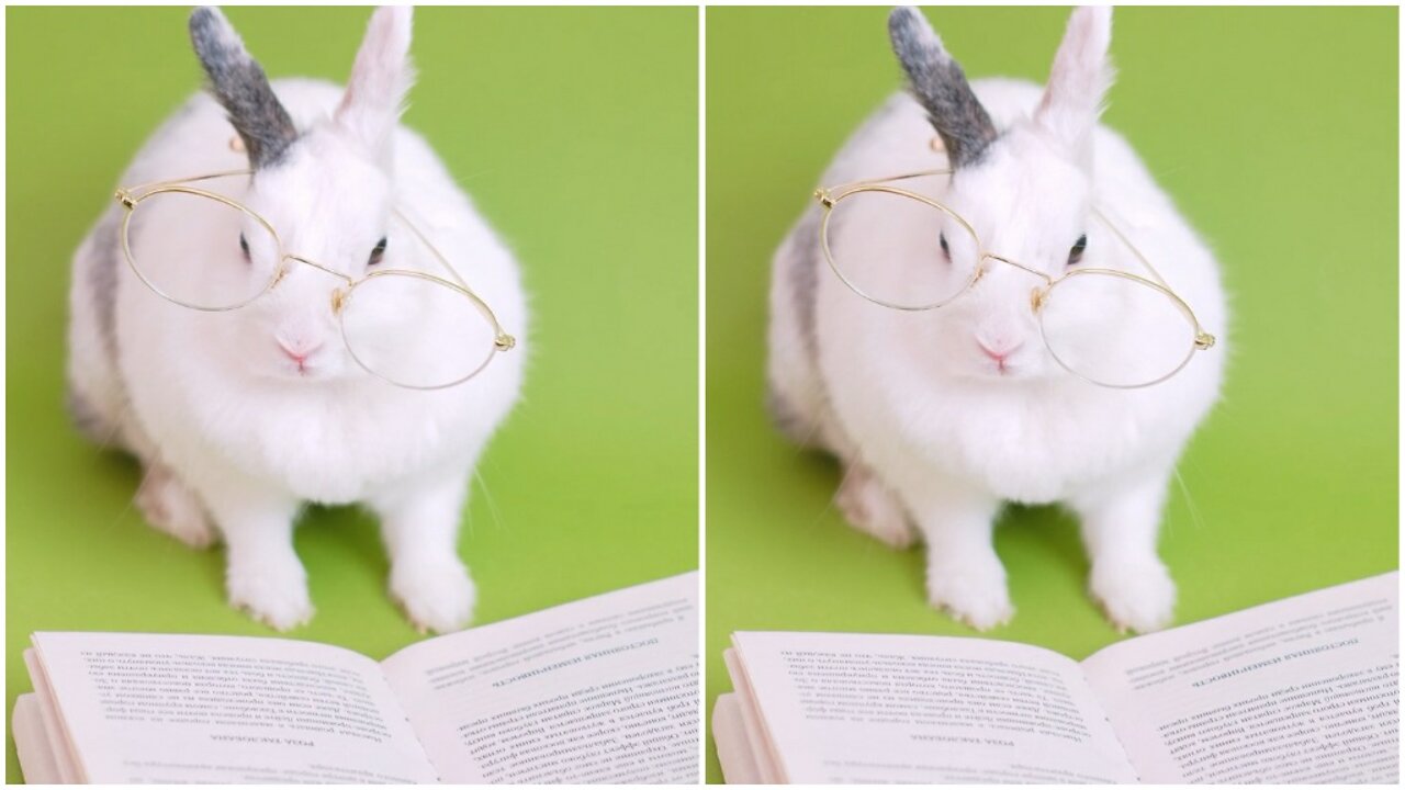 My Rabbit (Bunny) really wants to study for exams 🤪🤣