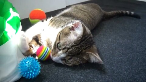 Cat Playing Soccer ASMR